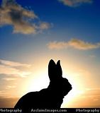 rabbit-2.jpg image by sam87362